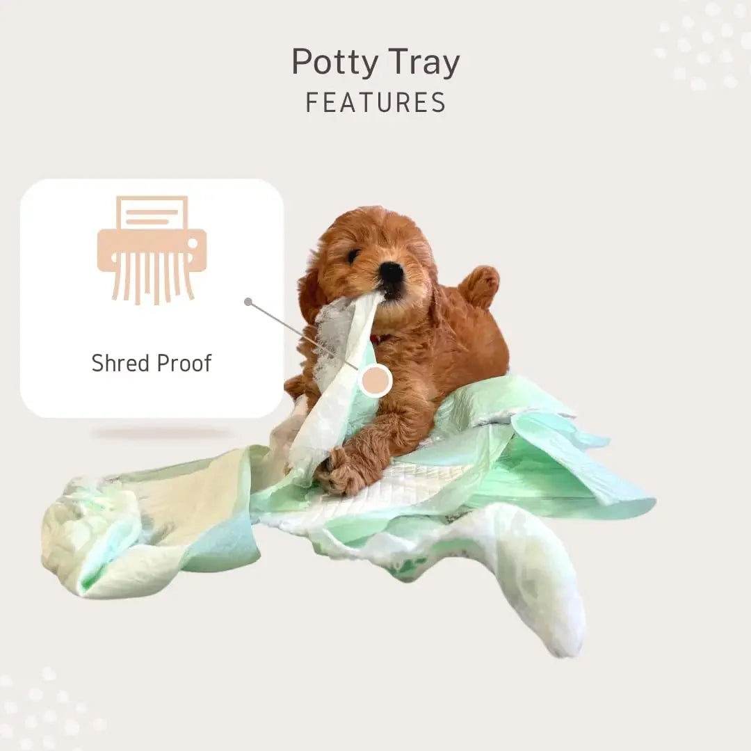 Little Wolves Puppy Potty Tray with Reusable Dog Pee Pads