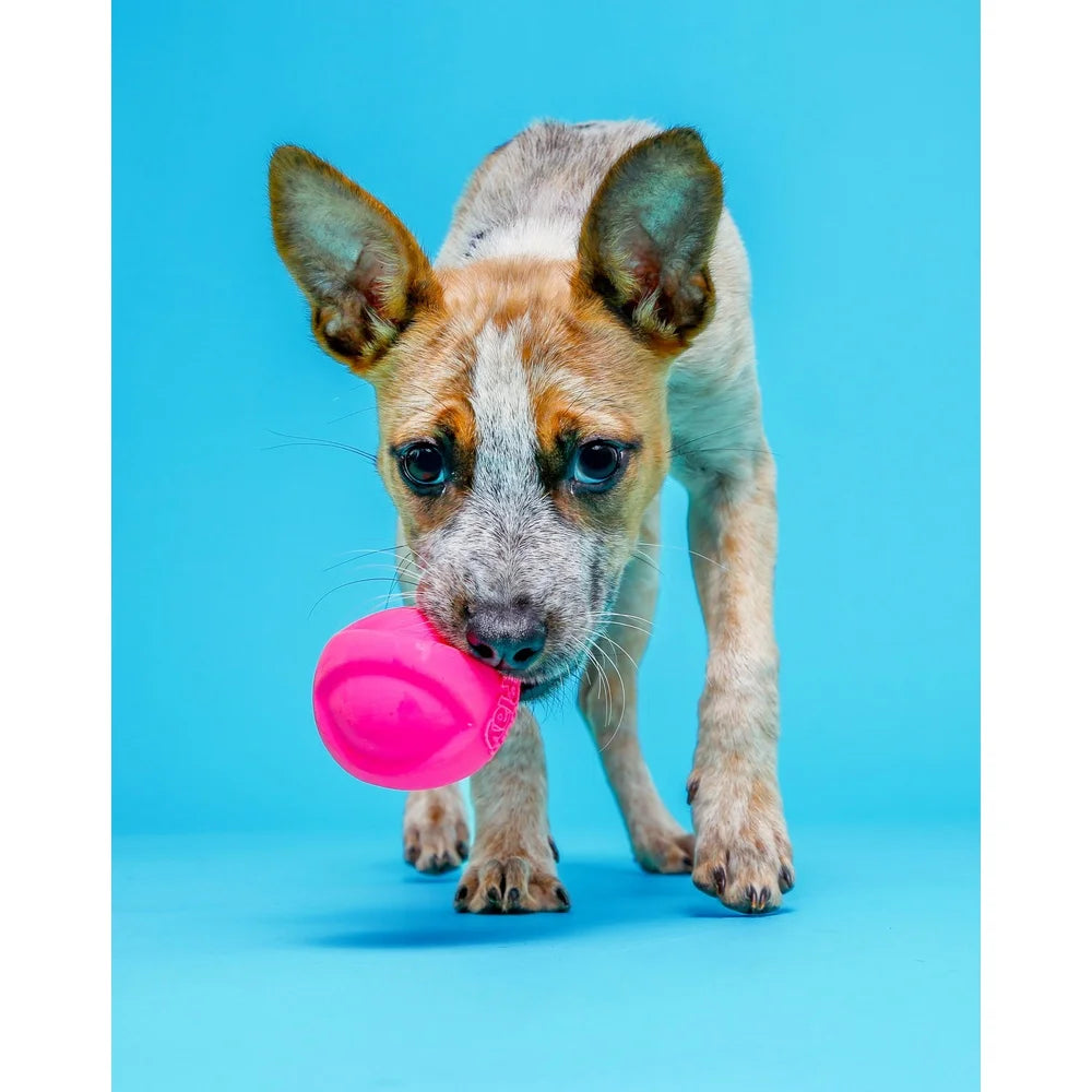 Durable Dog Toy Set with Bacon Scent and Squeaker