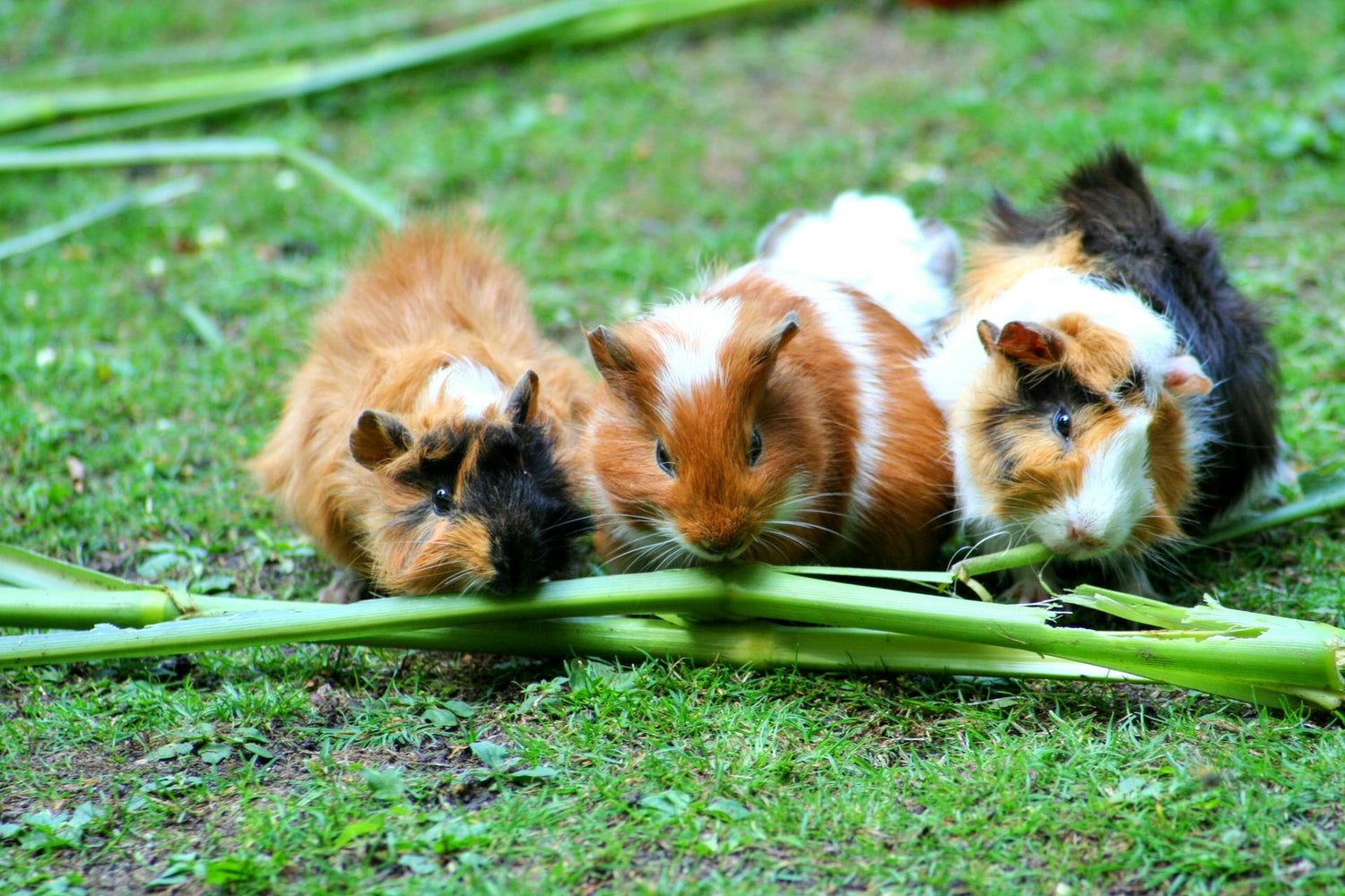 Guinea Pigs/Rabbits/Rodents