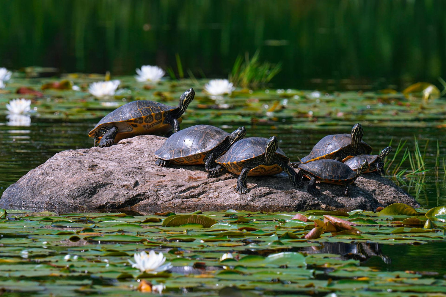 Reptiles/Turtles